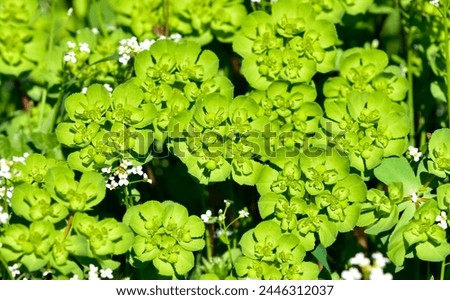 pictures of wild plants, medicinal flowers. photos of spurge flowers.