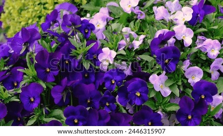 Pansies - In garden beds, forget-me-nots bloom delicately, their tiny blue blossoms adorned with yellow centers, a charming reminder of friendship and affection.