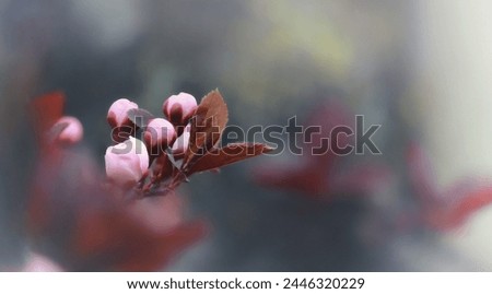 Delicate pink sakura flowers on a blurred natural background. Selective focus