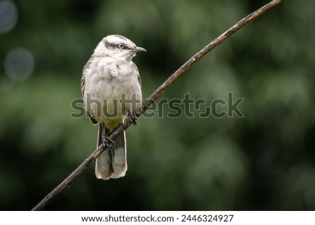 The chalk-browed mockingbird or Sabia-do-campo perched on a branch under rain. It's a typical bird from the south-central region of Brazil. Species Mimus saturninus. Birdwathching. Birding.