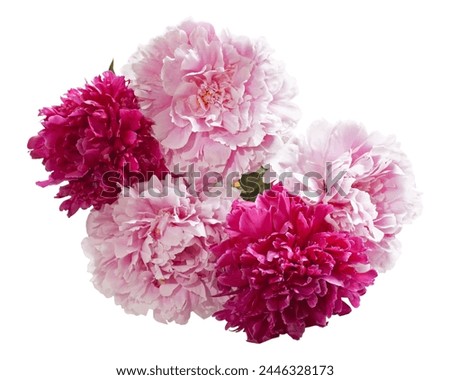 Pink and purple peony bunch isolated top view