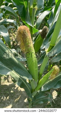 Image of corn plant for agriculture.