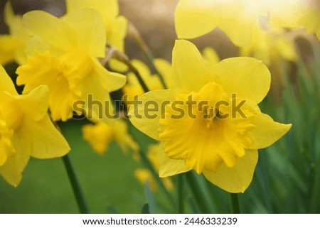 Daffodils, wrapped in the gentle rays of the sun, like living drops of gold, awaken joy and admiration in the hearts. Royalty-Free Stock Photo #2446333239