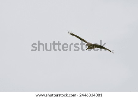 Red Kites from Argaty, Perthshire, Scotland, 2023