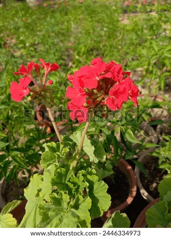Vivid red flowers blooming in a lush garden, adding a burst of color and natural beauty. Ideal for conveying concepts of gardening, nature, and outdoor living in stock photography