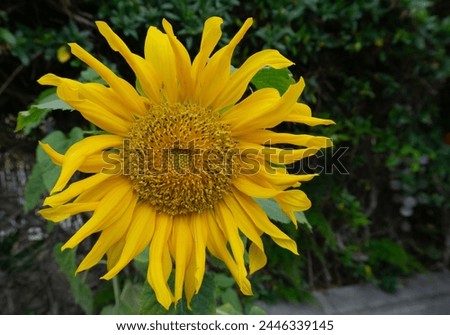 Yellow Sunflower Close-up Blooming in Summer