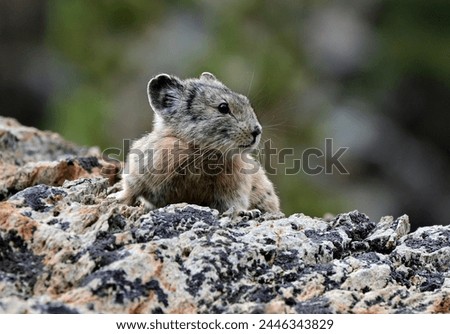 An American Pika (Ochotona princeps) on lichen covered rock in the Hoover Wilderness of California.
 Royalty-Free Stock Photo #2446343829