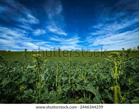 Picture of a rapeseed field and beautiful blue sky. Beautiful slightly cloudy blue sky. Landscape, Clouds, Blue sky