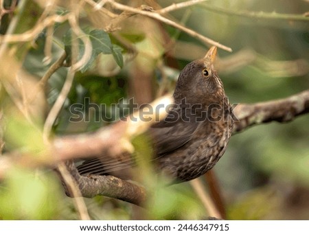 Female Blackbird with dark brown plumage searches for food amongst the trees of St. James's Park, London.  Royalty-Free Stock Photo #2446347915