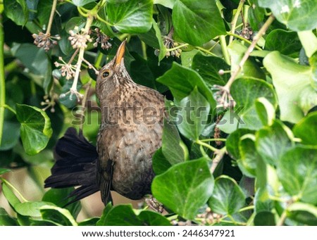 Female Blackbird with dark brown plumage searches for food amongst the trees of St. James's Park, London.  Royalty-Free Stock Photo #2446347921