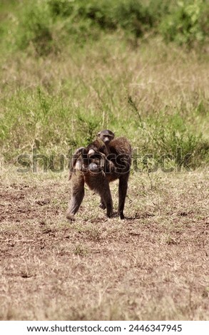 Baby Baboon rides on back of mom. Kenya, Africa. Safari and Bush Wildlife 