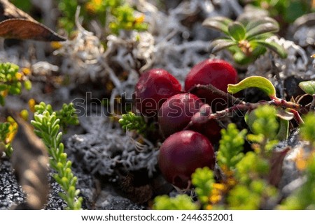 A low lying bush with yellow and green leaves. The bush contains partridgeberries or lingonberries.  The bush is on a number of flat light colored rocks. The sun is shining on the rocks and berries. Royalty-Free Stock Photo #2446352001