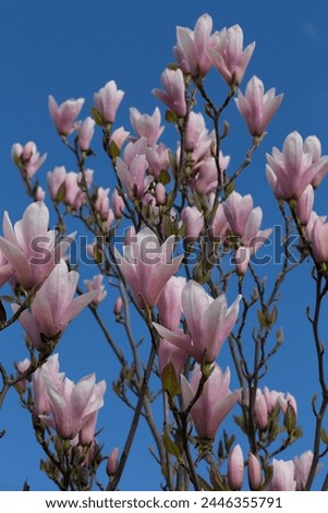 Magnolia flowers in blue close-up