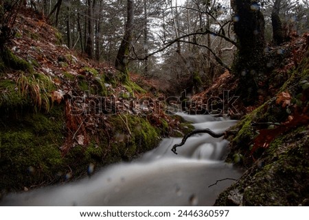 Long exposure of a stream flowing through a forest in the late autumn