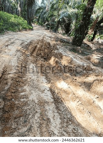 The road of the oil palm plantation borders the conservation area