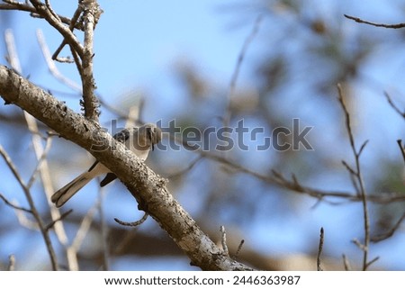 Northern Mockingbird rests on tree branch and sings loudly.  