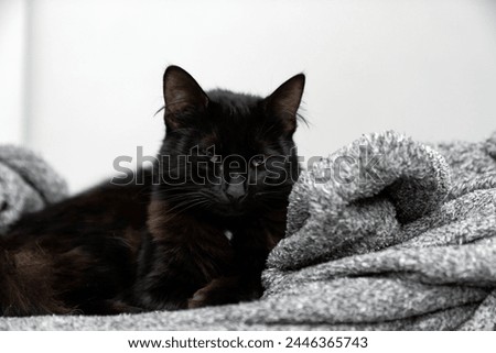 Cute gray white cat under gray plaid. Pet warms under a blanket in cold winter weather. a gray and white cat sleeping under a blanket. Pets friendly and care concept. domestic cat on sofa Royalty-Free Stock Photo #2446365743