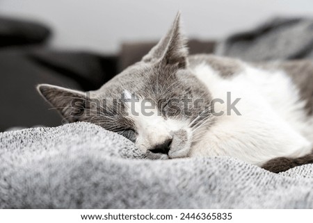Cute gray white cat under gray plaid. Pet warms under a blanket in cold winter weather. a gray and white cat sleeping under a blanket. Pets friendly and care concept. domestic cat on sofa Royalty-Free Stock Photo #2446365835