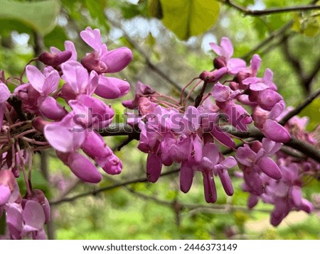Cercis siliquastrum L. Known as Judas tree. Beautiful flowering branches of a cercis tree with pink, violet small flowers. Close up.
