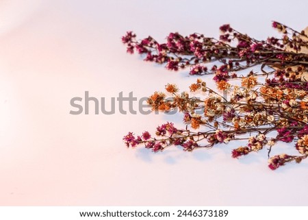 Pictures of dried flowers on pink background for wallpaper and background.