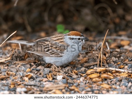 A Chipping Sparrow viewed close up on the ground with a Silverfish in its bill.