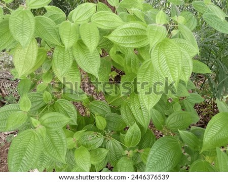 green fresh bush with hairy leaves