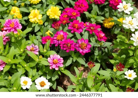 Zinnia flower in the garden Royalty-Free Stock Photo #2446377791