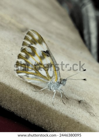 beautiful butterfly🦋 for sale pic Royalty-Free Stock Photo #2446380095