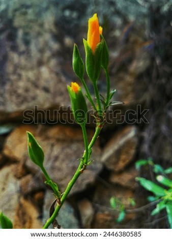 colour yellow gold and leaf natural beauty nature photography photo natural beauty nature photography green leaf green flower 