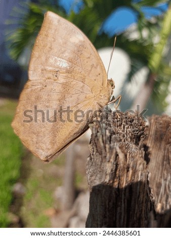 A brown butterfly landed on a broken palm tree in the morning