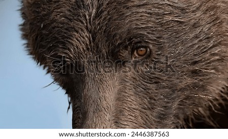 A picture of the face of an angry brown bear with beautiful orange eyes and looking at the camera with a sharp look.
