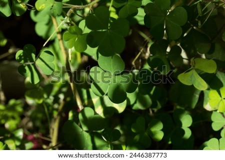 Photograph of trefoil with rays of sunlight. Concept of plants and flowers.