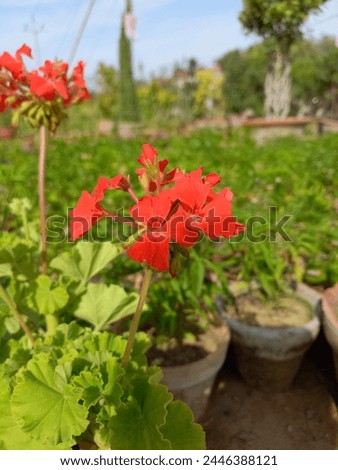 Scarlet blooms grace the garden, painting a vibrant scene of natural splendor. Perfect for capturing the essence of gardening, floral beauty, and outdoor tranquility in stock photography