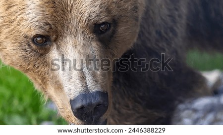 A picture of the face of a beautiful brown bear with beautiful orange eyes, looking at the camera with an intense gaze, and behind it are beautiful green grasses.
