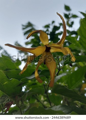 ylang-ylang flower blooming with yellow petal and sweet aromatherapic scents 