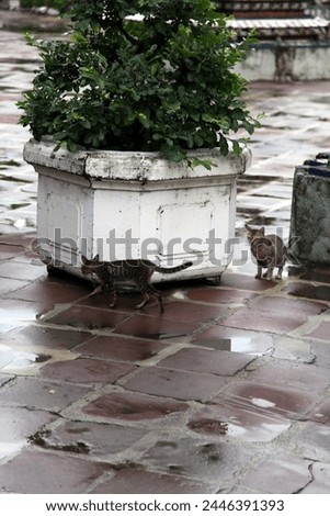 Exterior photo of 2 cats two abandoned stray feline cats walking around in a park garden on the pavement near a big large white flower pot with a green natural nature bushes inside it