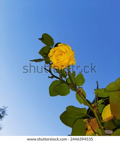 Yellow Rose with sky.Yellow roses have long been admired for their beauty and delicate fragrance, but the symbolism of a yellow rose goes beyond their appearance.