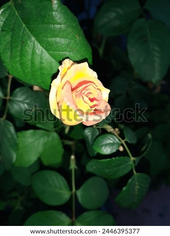Yellow Rose with Greenery.
The bright and sunny colour of yellow roses expresses joy and gladness.