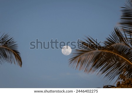 Palm trees and a full moon in Hawaii.  