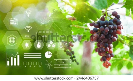 Grape fruit in greenhouse with infographics, Smart farming and precision agriculture 4.0 with visual icon, digital technology agriculture and smart farming concept.