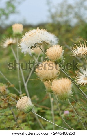 A blooming Creeping Thistle plant, Creeping thistle flower at the meadow. wild flower bloom, thistle in seed, natural flower Royalty-Free Stock Photo #2446408253
