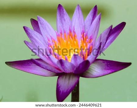 Natural lotus flower isolated in water, garden decoration