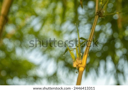 selected focus on yellow bamboo branch shoots