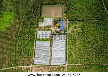 Aerial photography of the yellow-flowered campanula planting base in Shaoguan, Guangdong