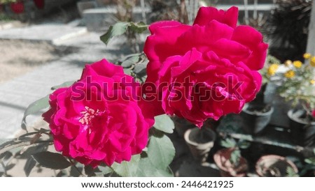 A vibrant image capturing the beauty of a rose flower in full bloom, showcasing delicate petals in shades of red, radiating a sense of natural elegance and tranquility.