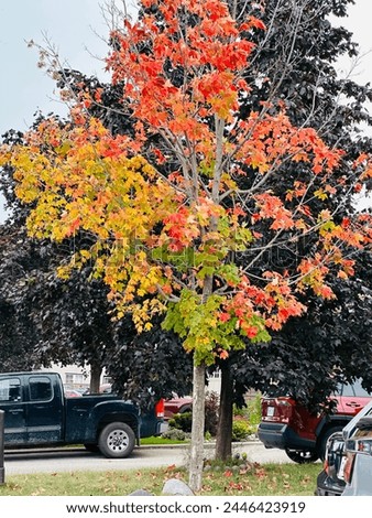A maple tree having different coloured leaves in autumn 