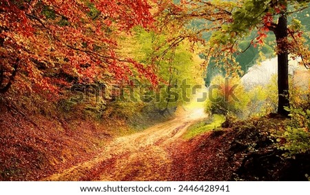 Road Forest Fall Scene Natural
