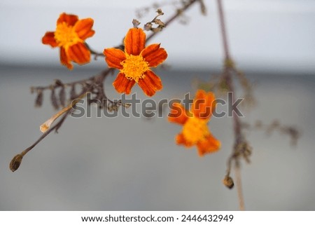 Marigold, orange colored fragrant flowers