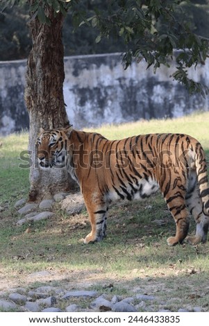 Tiger giving pose for photo.