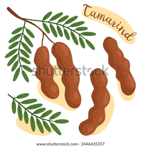 Tamarind. Tropical exotic fruits. Cartoon vector illustration. Tamarindus indica. Tamarind fruit with green leaves.  Royalty-Free Stock Photo #2446435357